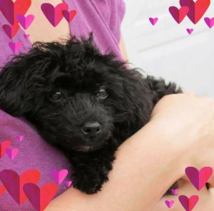 Poodle Love