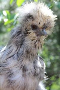 Silkie
